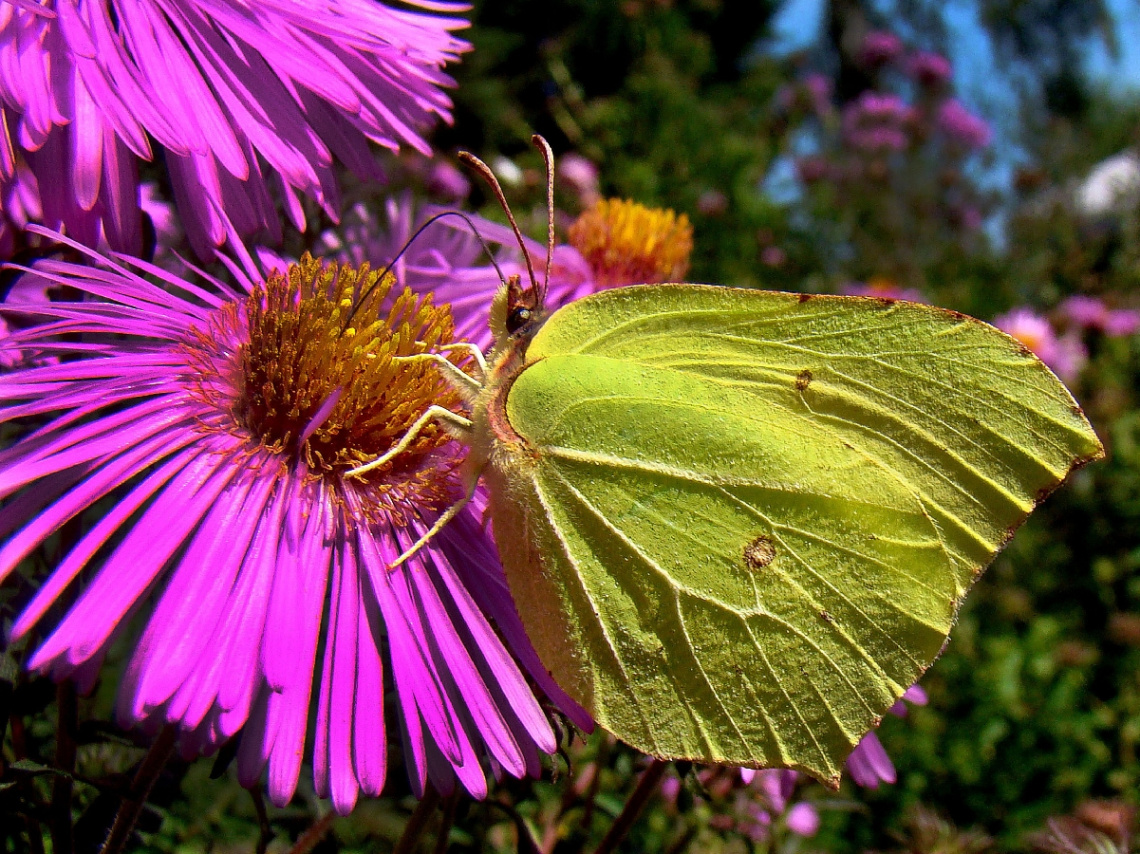 schmetterling 7