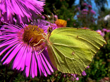 schmetterling 7
