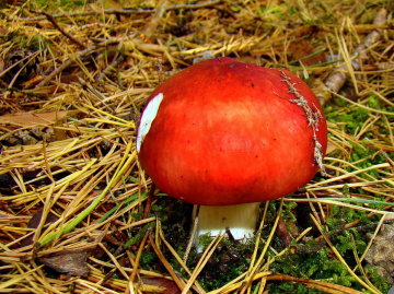 pilz 6