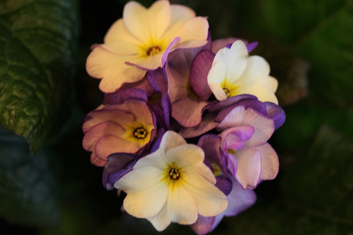 A flower moment...