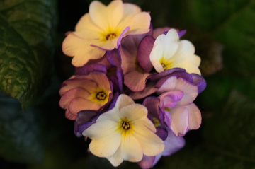 A flower moment...