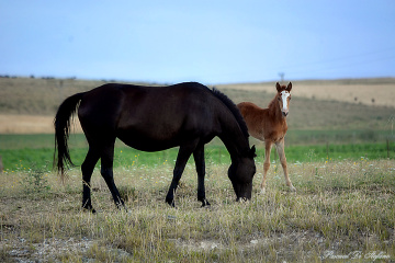 Mother and son