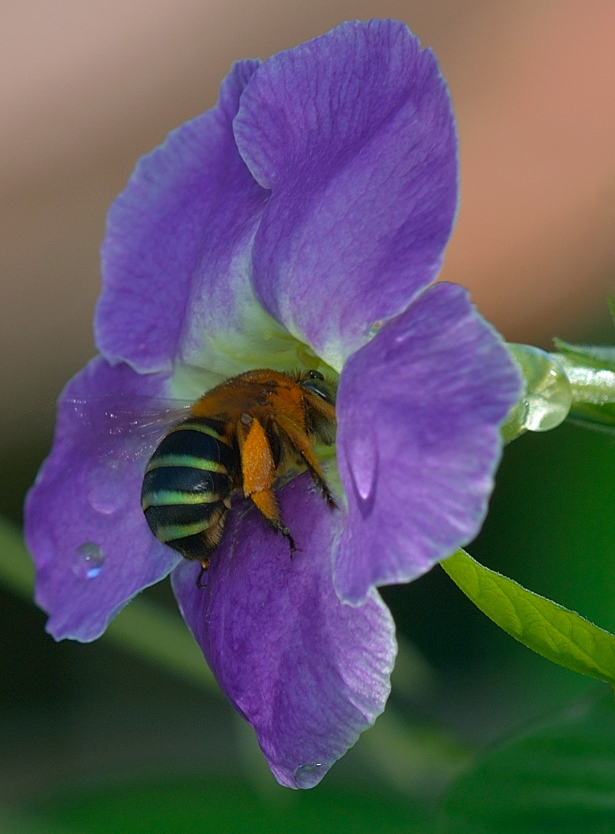 Bee