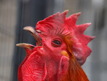 Cock-a-doodle-doo！