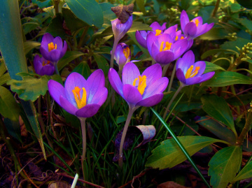 krokusse 2
