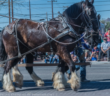 Horses At A Non-Mechanized Parade