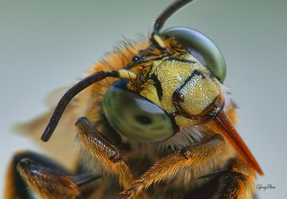 Bee