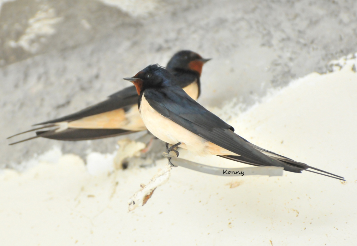 Spring has come again .. swallows along with