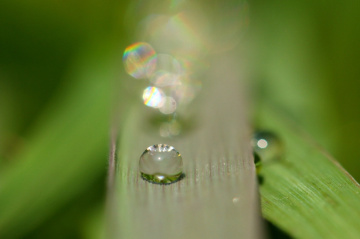 drops…