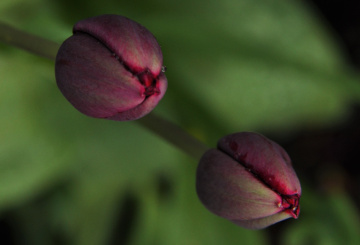 Two 