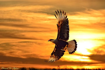 Sunset fly