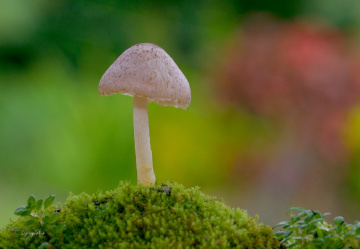 Mushroom