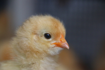 innocent eye