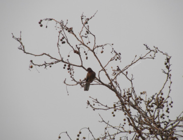 Waiting spring