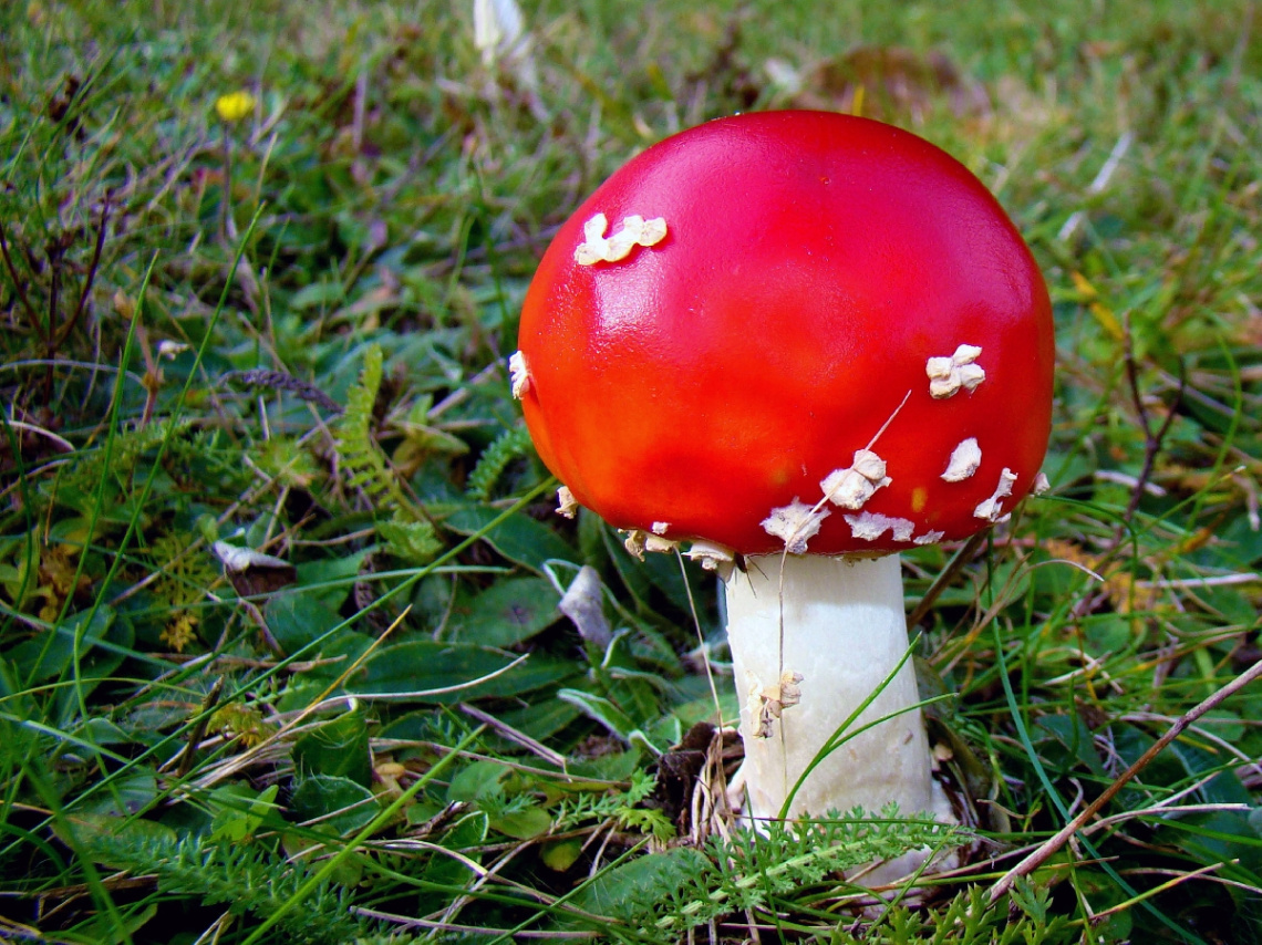 fliegenpilz 3