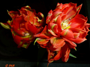 Tulpen