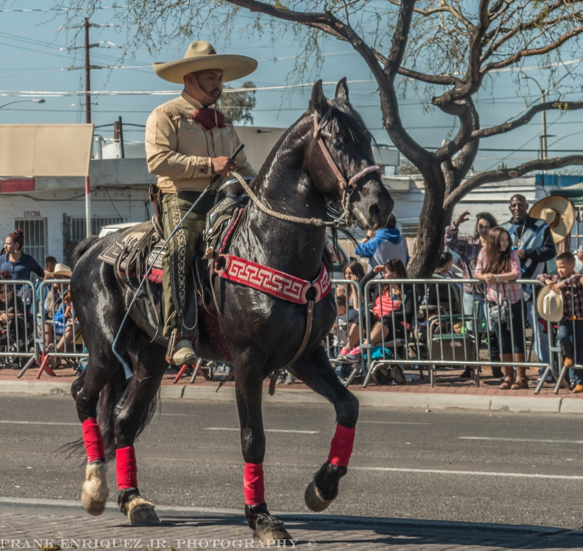 Horses At A Non-Mechanized Parade