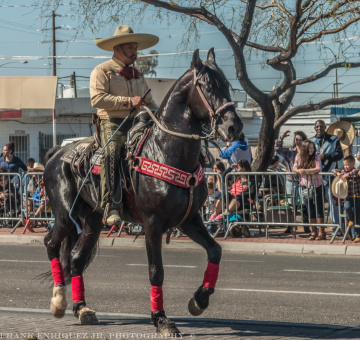 Horses At A Non-Mechanized Parade