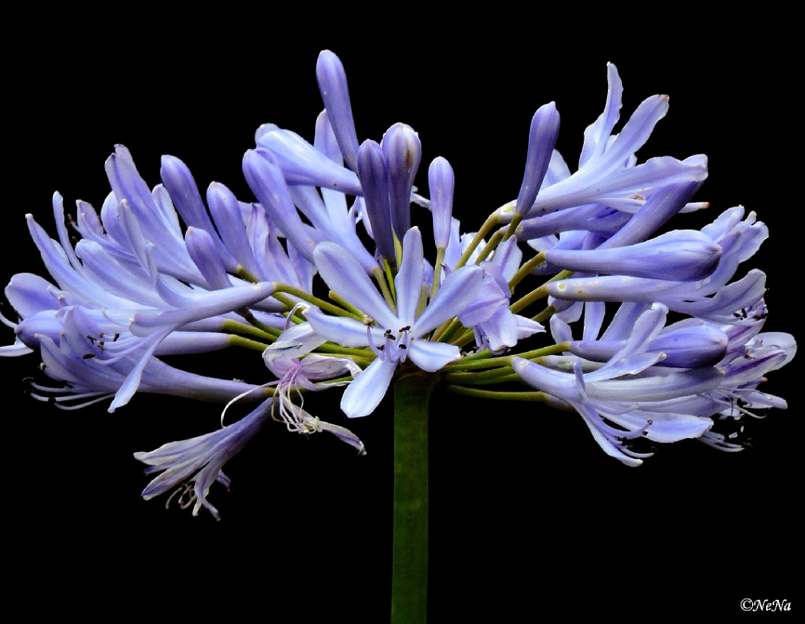 Agapanthus africanus