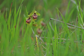 wild orchids .. photographed today