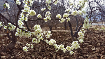 Spring Garland ...