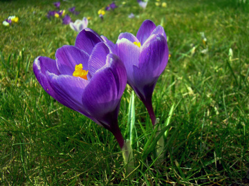 krokusse 4