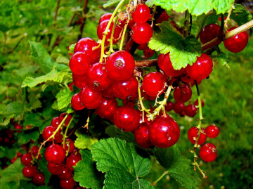 johannisbeeren 