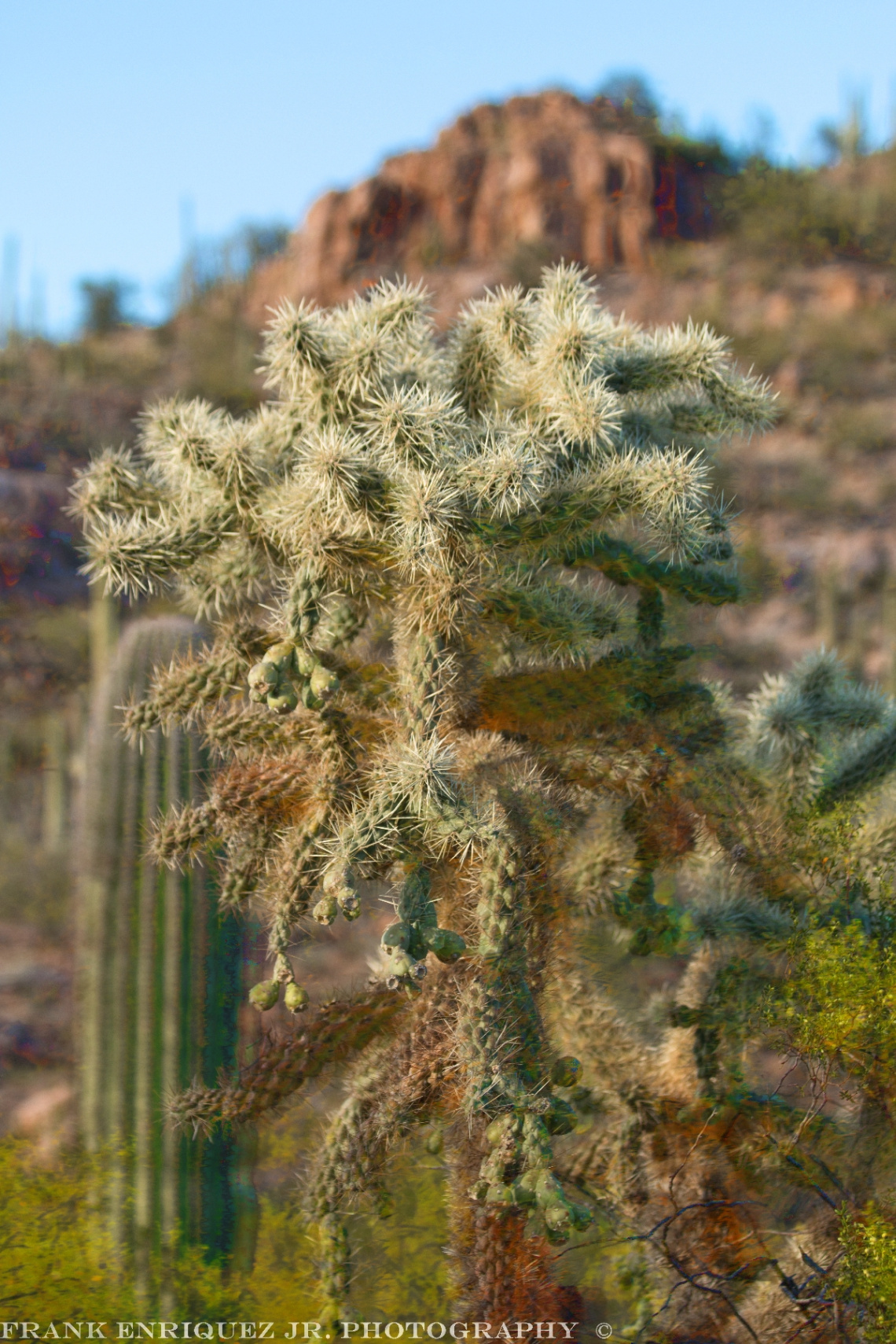 Jumping Cholla Cactus Of The Sonoran Desert