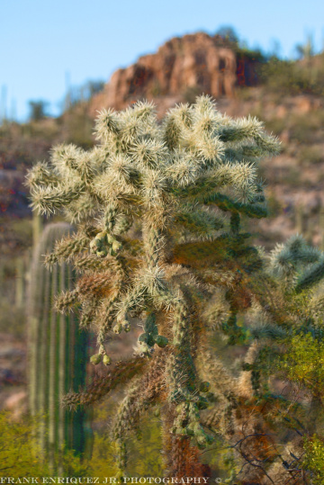 Jumping Cholla Cactus Of The Sonoran Desert
