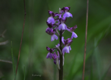 Wild Orchid Cyprus 