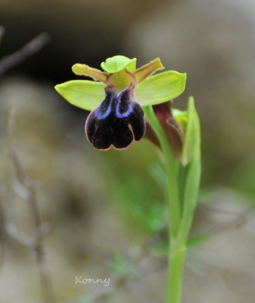 wild orchid 