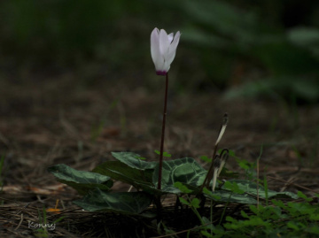 wildflowers...