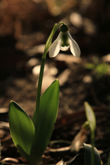 snowdrop