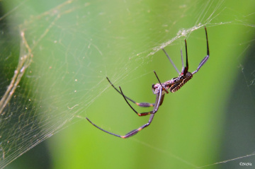 Aranha
