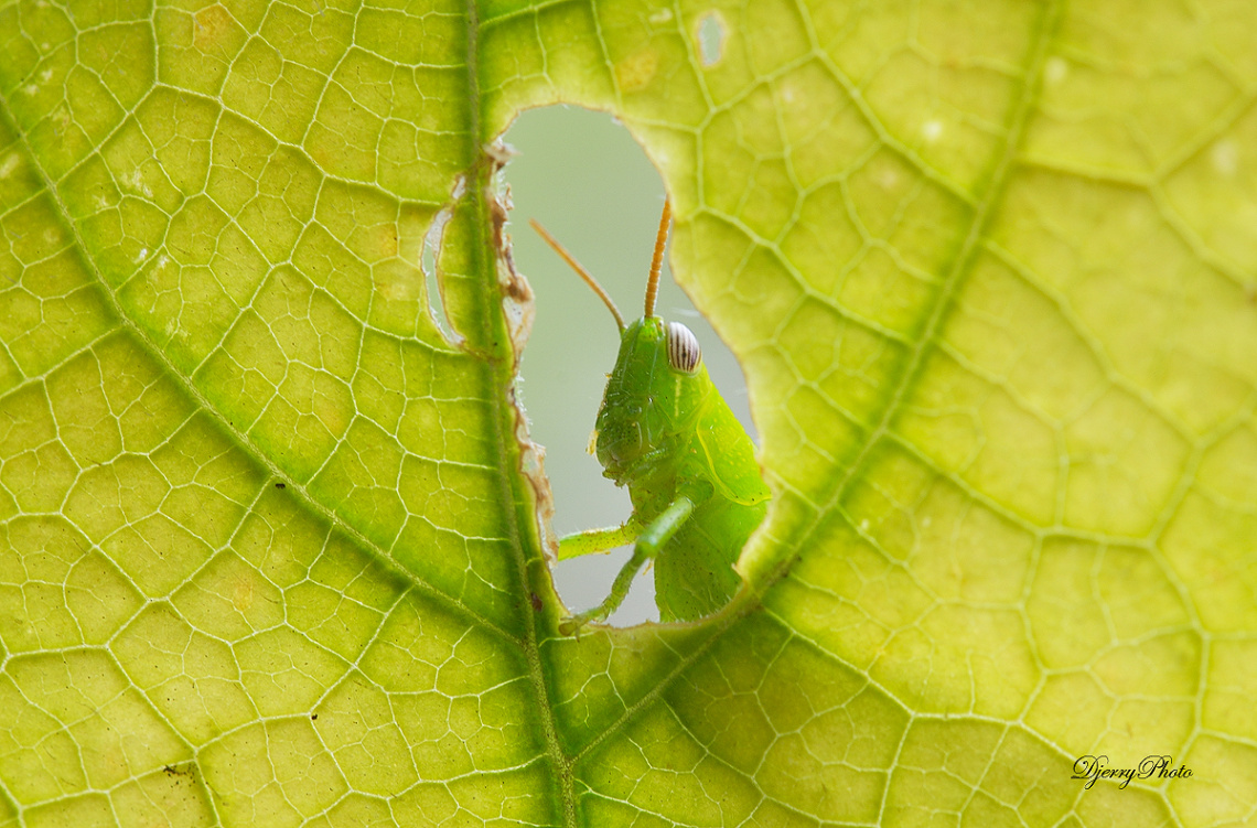 Grasshopper