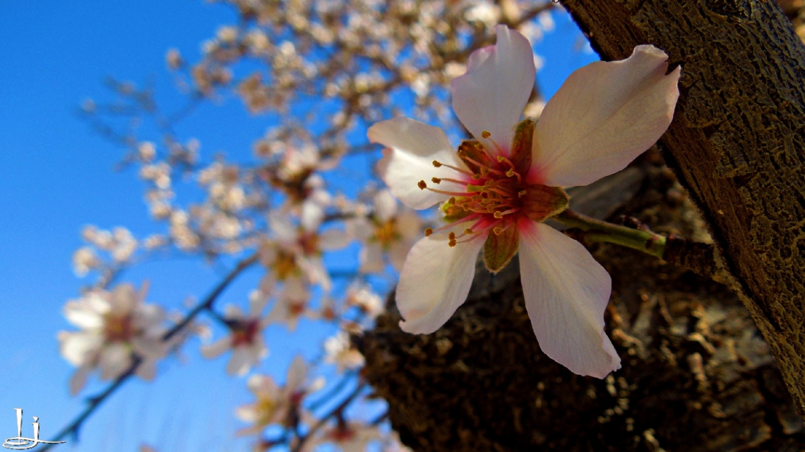 Spring !ahoayyyy.....