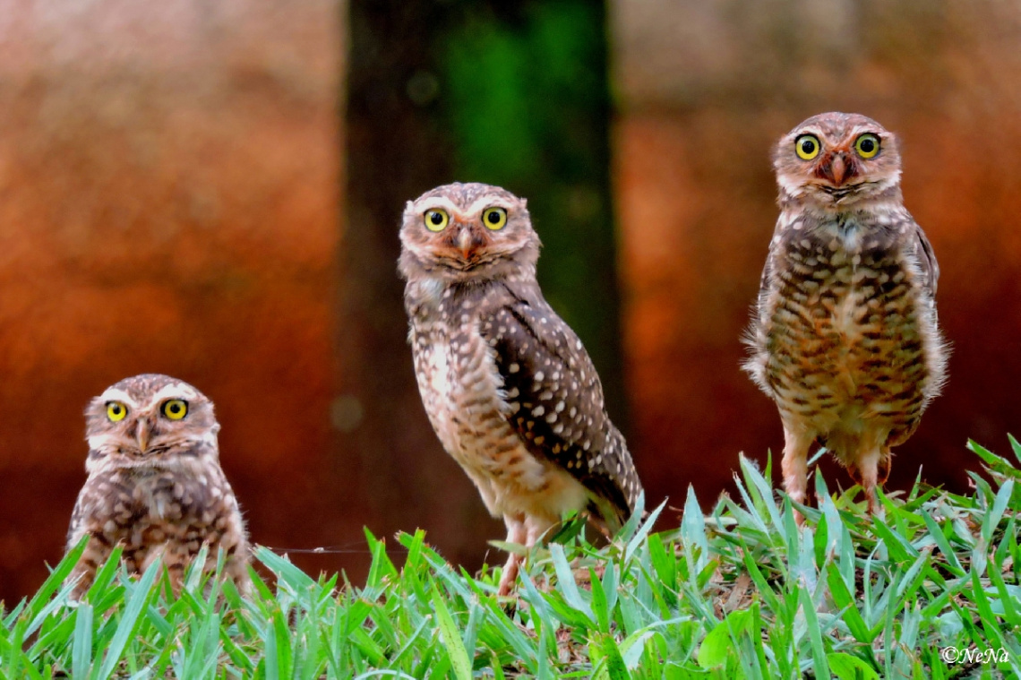 Owl's Family