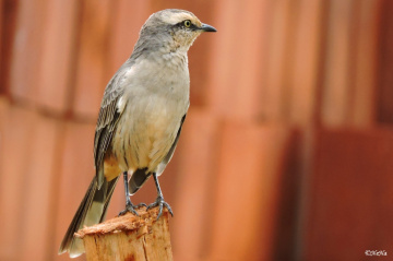 Mimus saturninus