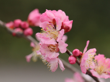 blossoms…