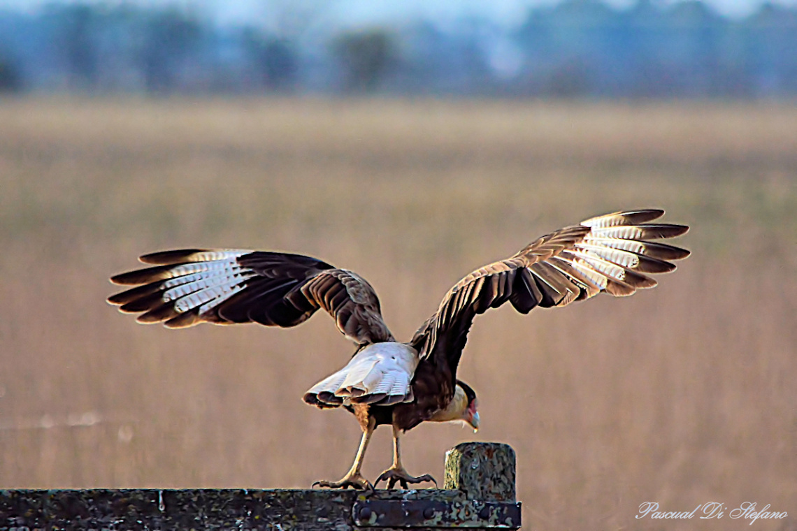Taking off
