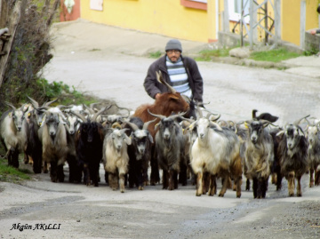 çoban