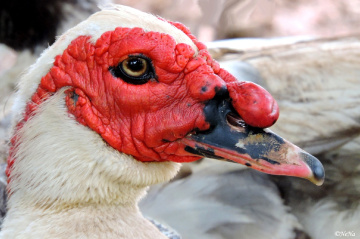 Muscovy Duck