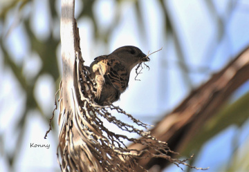 nesting sparrow..