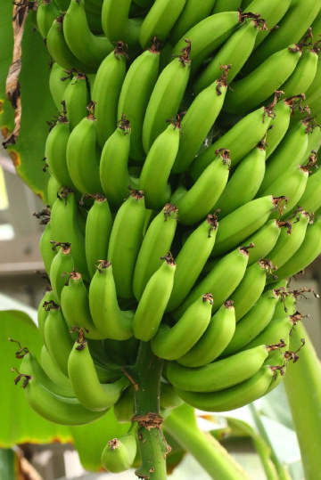 bananas…!!