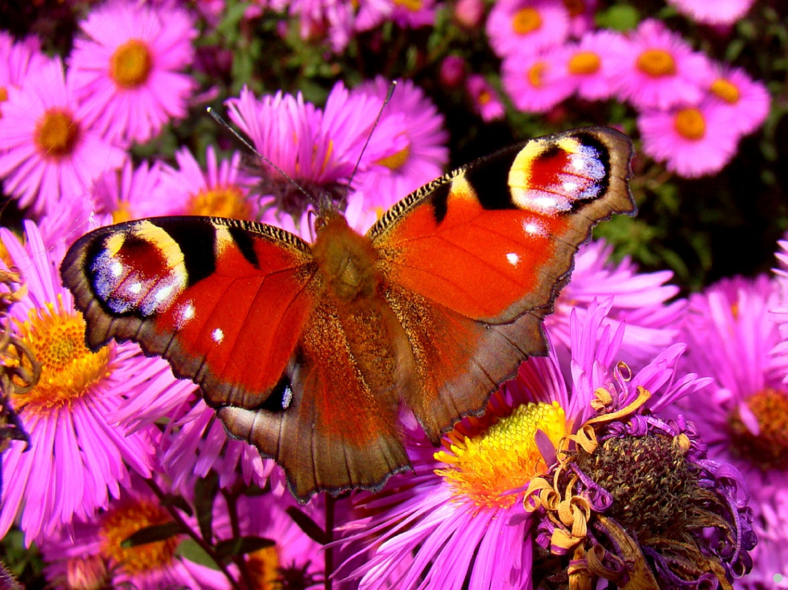 schmetterling 9