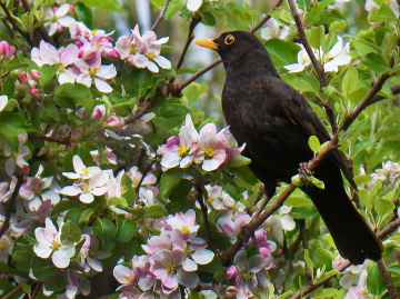 amsel ..