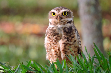 Burrowing Owl