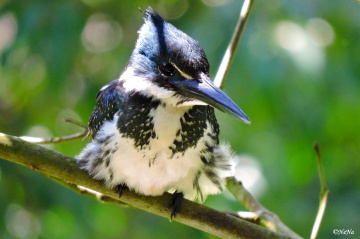 Amazon Kingfisher