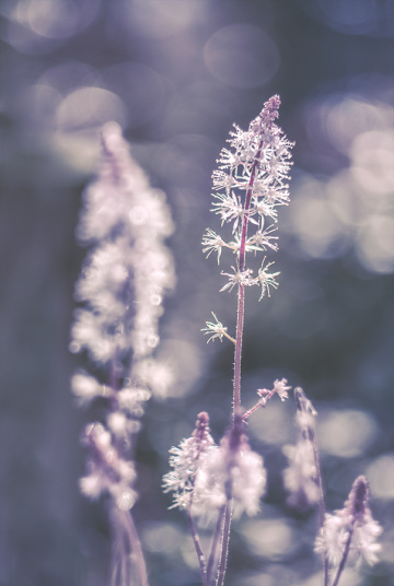 Spring is coming