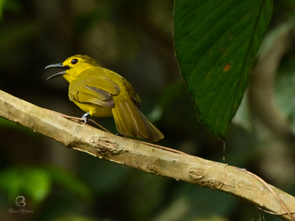 Birding